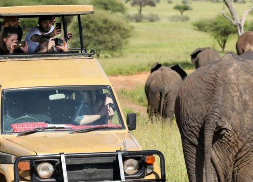 “Luxury vs. Budget Safari in Kenya: What You Need to Know”