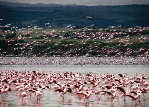 Lake Nakuru