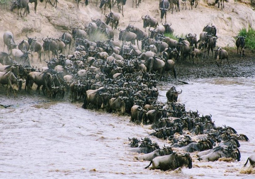 5 Days 4 Nights Nakuru – Naivasha & Masai Mara Safari