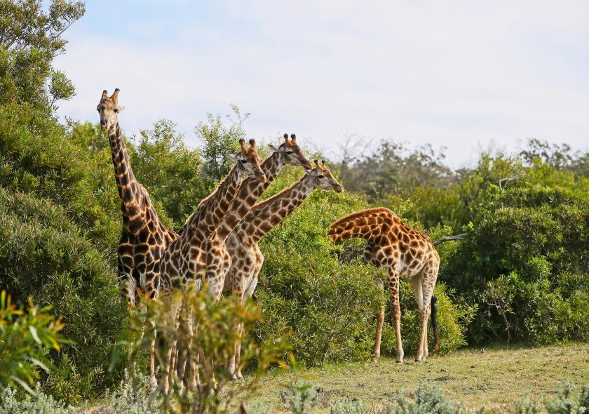 Kenya