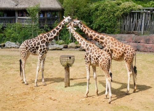 Giraffe Centre Tour