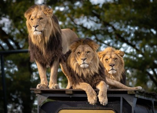 Nairobi National Park: Wildlife Wonders Minutes from the City