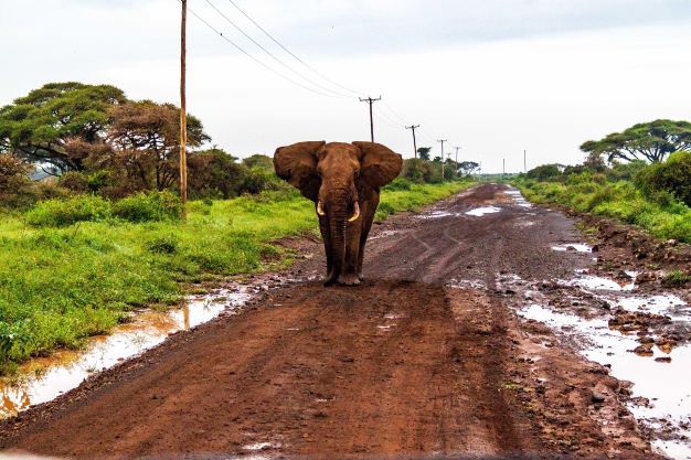 8-Days Tour to Tsavo, Amboseli, And Watamu