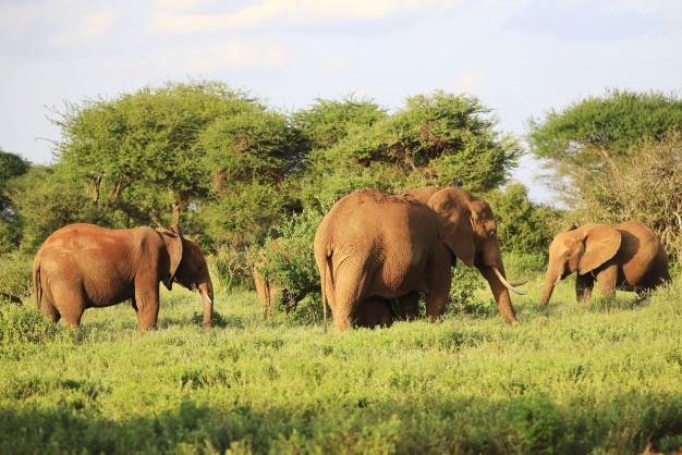 4 Days 3 Nights Tsavo East National Park Tsavo west National Park and Amboseli national park Kenya Safari
