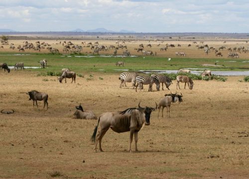Maasai Mara