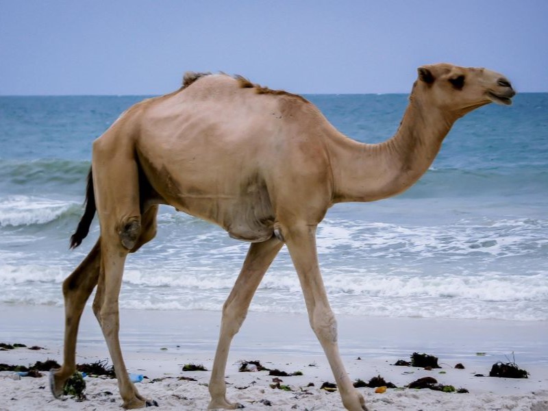 5-Day Coastal Adventure – Malindi Beach Escape