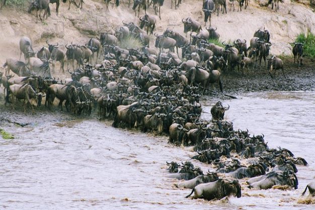 3-Days Maasai Mara Safari