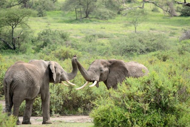 2 Days 1 Nights Amboseli National Park