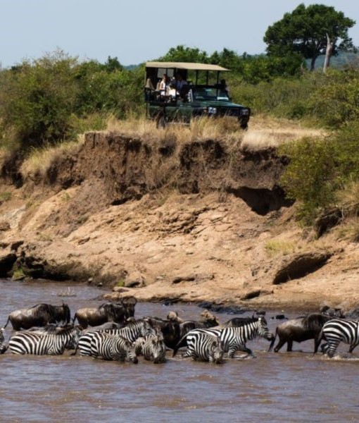 Wildlife Excursions