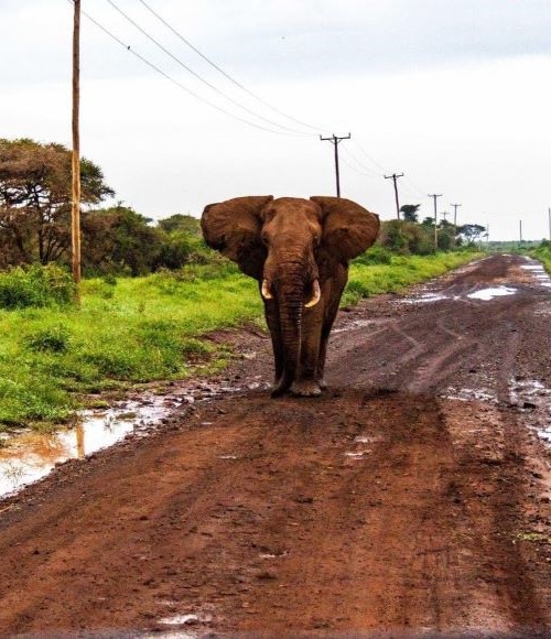6-days to Tsavo, Taita, Amboseli
