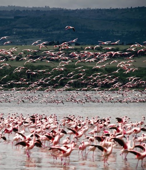 3-Days to Lake Nakuru & Olpejeta