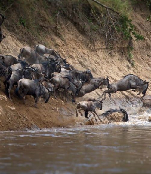 Maasai Mara