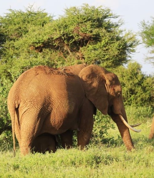 3 DAYS/ 2 NIGHTS – AUTHENTIC AMBOSELI SAFARI EXPERIENCE